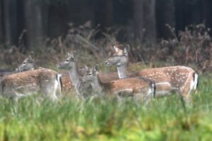 Fallow deer Fallow deer