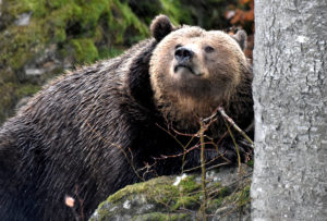 brown bear brown bear