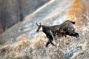 chamois chamois