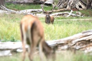 Red deer Red deer