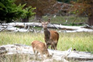 Red deer Red deer