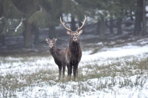 Sika deer Sika deer