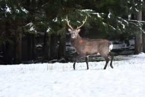 Sika deer Sika deer