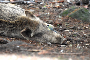 Wild boar in November Wild boar in November