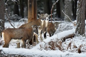 The mouflon rutting season The mouflon rutting season