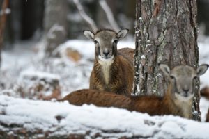 The mouflon rutting season The mouflon rutting season