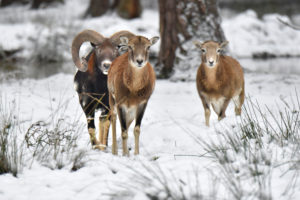 The mouflon rutting season The mouflon rutting season