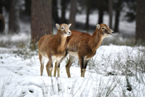 The mouflon rutting season The mouflon rutting season