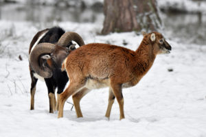The mouflon rutting season The mouflon rutting season
