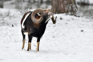 The mouflon rutting season The mouflon rutting season