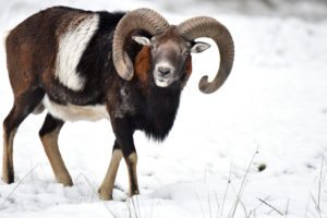 The mouflon rutting season The mouflon rutting season