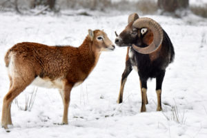 The mouflon rutting season The mouflon rutting season
