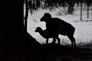 The mouflon rutting season The mouflon rutting season
