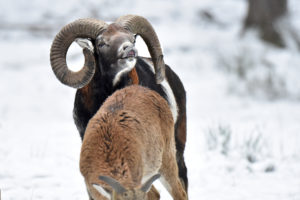 The mouflon rutting season The mouflon rutting season