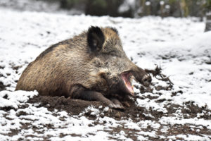 Wild boar in November Wild boar in November