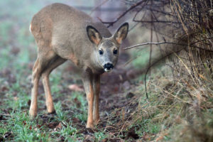 Deer in the field Deer in the field