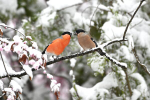 Bullfinch in snow, pair