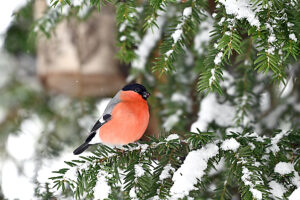 Bullfinch in snow