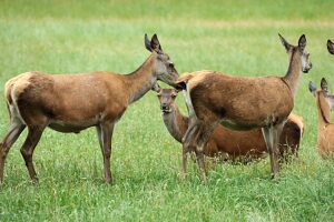 Red deer