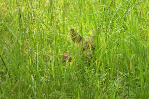 Fawn hiding in grass