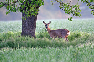 Roebuck under apple tree