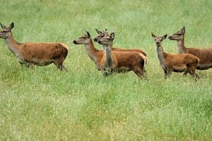 Red deer