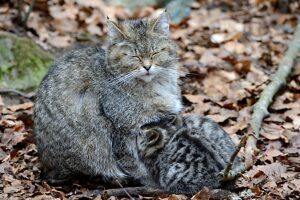 Wild cat with cub