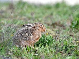 brown hare