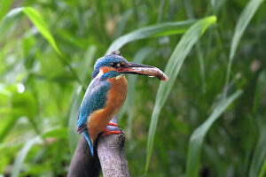 Kingfisher