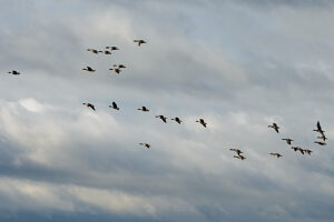 Grey geese, flying