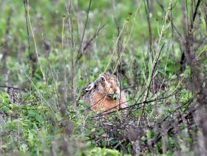 brown hare