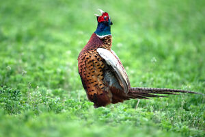 Pheasant, mating season