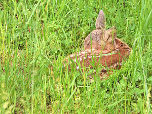 Fawn hiding in grass