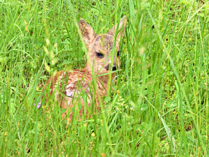 Fawn hiding in grass