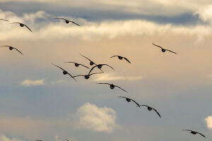 Grey geese, flying