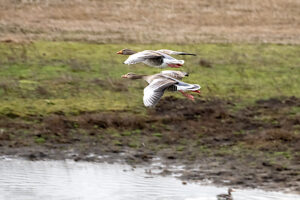 Grey geese, flying