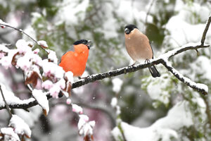 Bullfinch in snow, pair