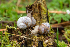 Vine snails 