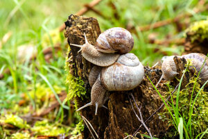 Vine snails 