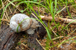 Roman snail eats eggs of black forest snail