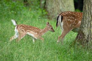 Fallow deer in July