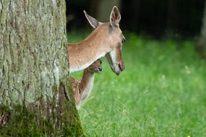 Fallow deer in July