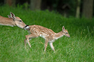 Fallow deer in July