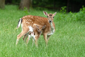 Fallow deer in July