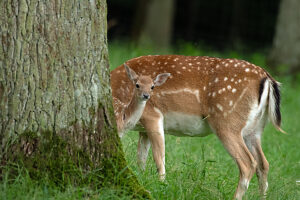 Fallow deer in July