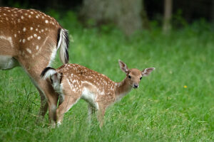 Fallow deer in July