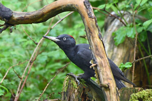 Black woodpecker foraging