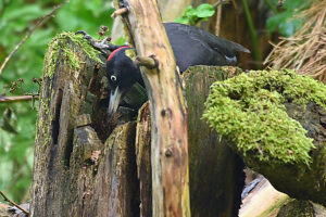 Black woodpecker foraging