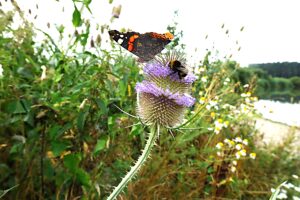 Wild cardoon with bumblebee and butterfly