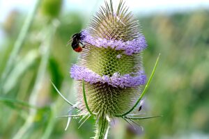 Wild cardoon with bumblebee